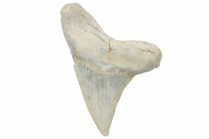 Cretaceous Ginsu Shark (Cretoxyrhina) Tooth - Kansas #211747
